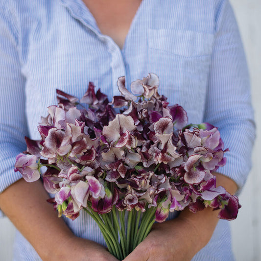 Sweet Pea 'Wiltshire Ripple'