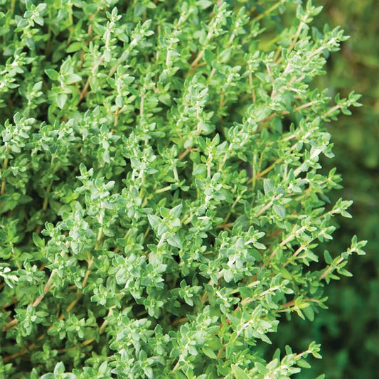 Herb 'Winter Thyme'