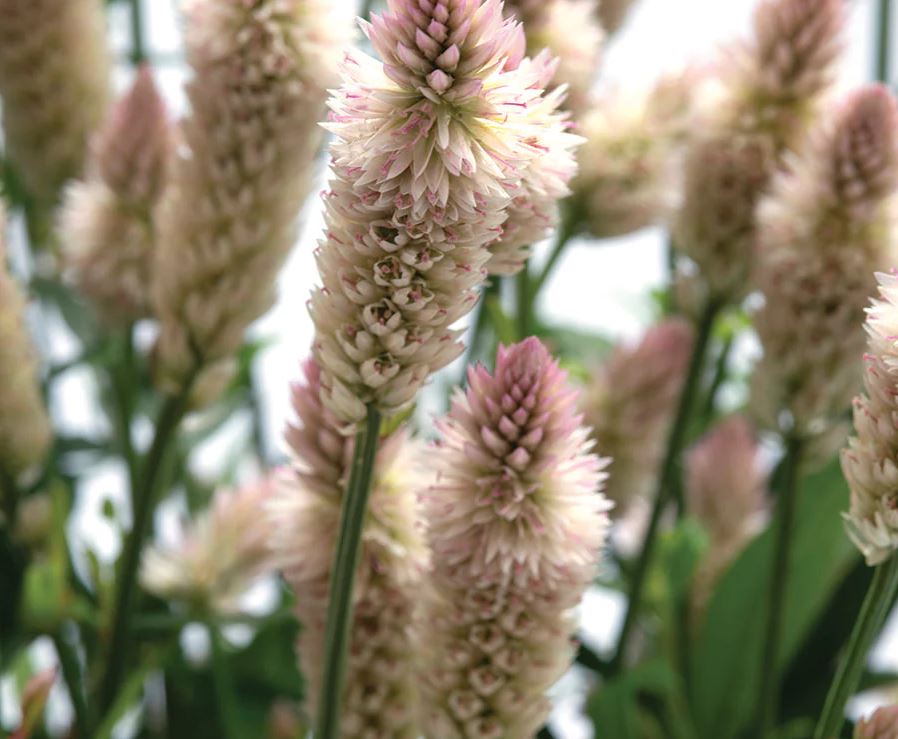 Celosia 'Xantippe'