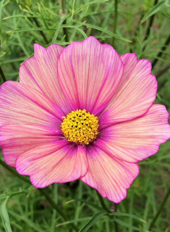 Cosmos 'Cotton Candy Mix'