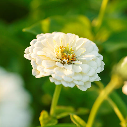 Zinnia 'Creme Caramel Mix'