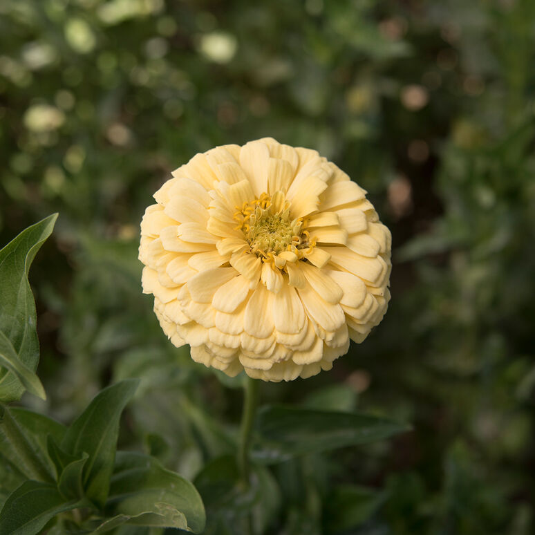 Zinnia 'Creme Caramel Mix'