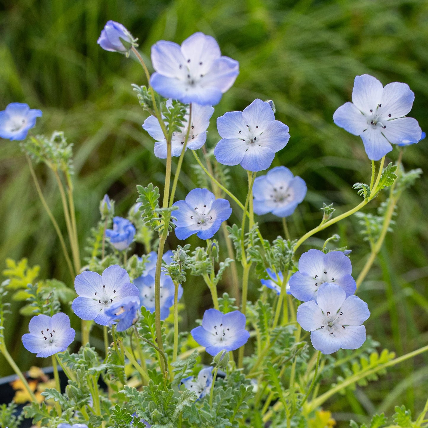 Nemophila 'Baby Blue Eyes'