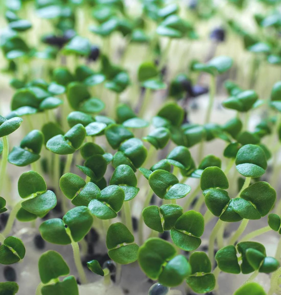 Microgreen 'Basil'