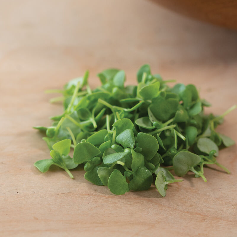 Microgreen 'Basil'