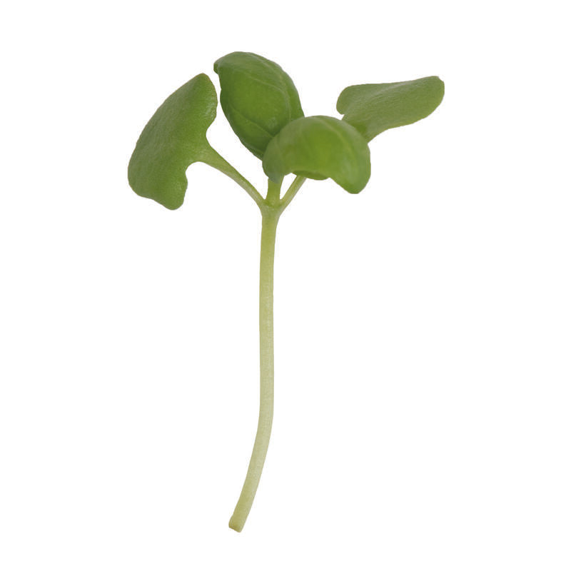 Microgreen 'Basil'