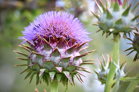 Cardoon 'Artichoke'