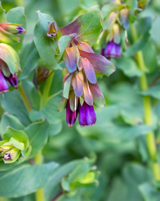 Cerinthe 'Honeywort'