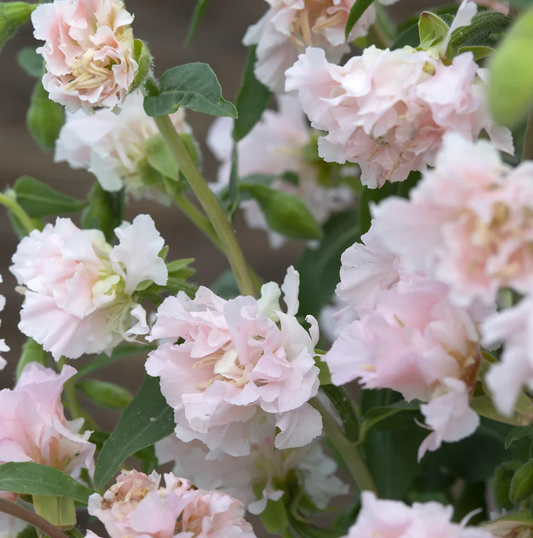 Clarkia 'Appleblossom'