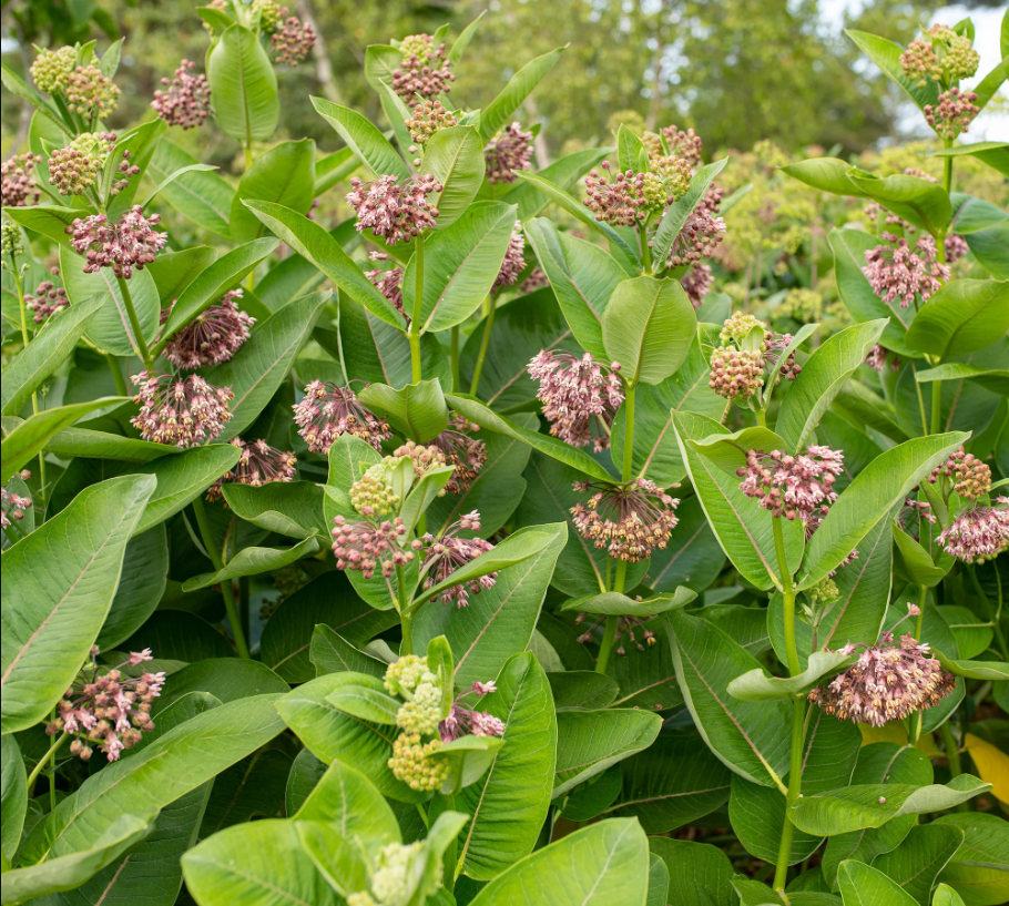 Milkweed 'Common'