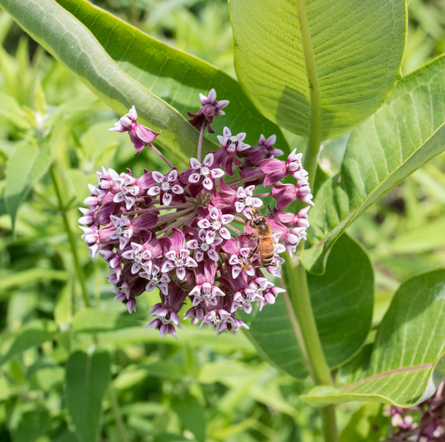Milkweed 'Common'