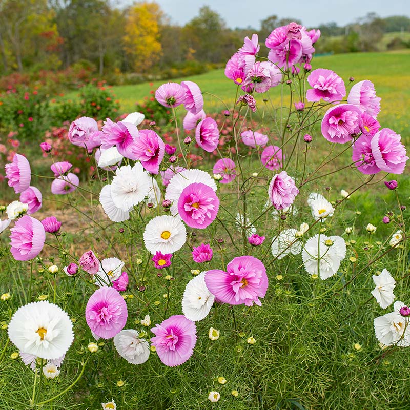 Cosmos 'Cupcakes Mix'