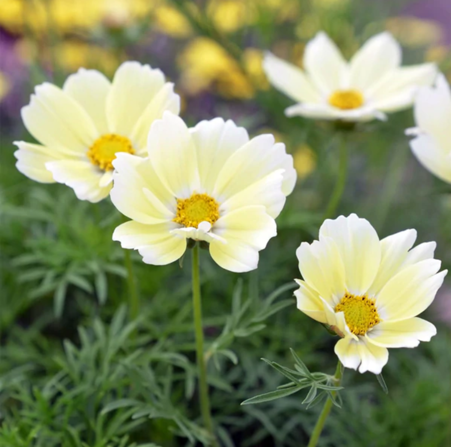 Cosmos 'Cotton Candy Mix'