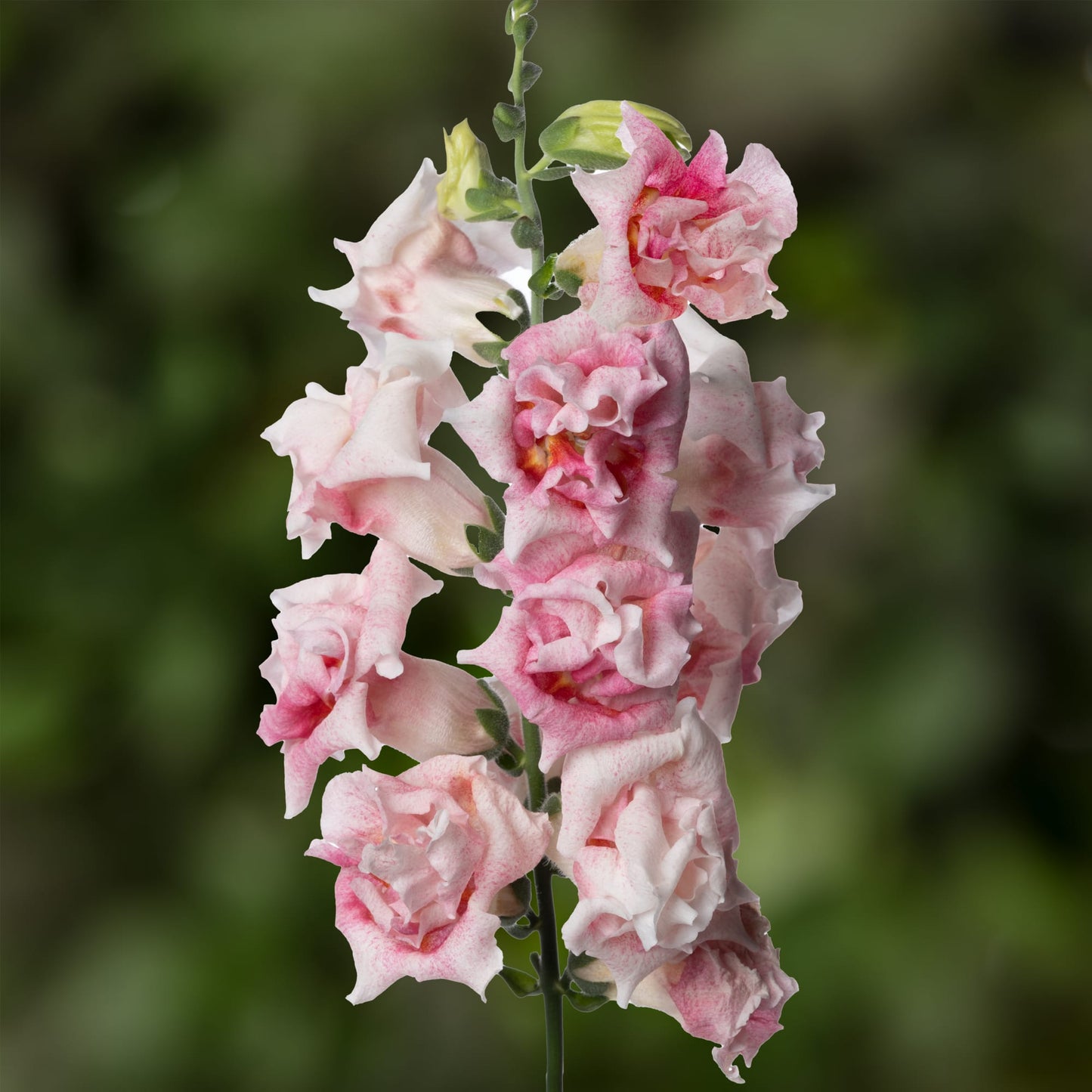 Snapdragon 'Duet Appleblossom'