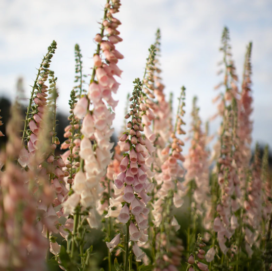 Foxglove 'Apricot Beauty'