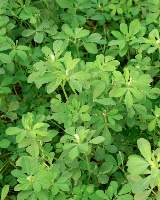 Herb 'Fenugreek'