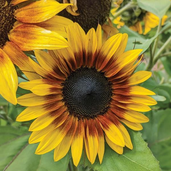 Sunny Days - Ultimate Sunflower Lovers Flower Seed Collection