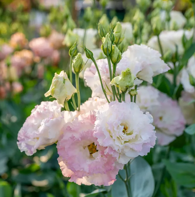 Lisianthus 'Voyage 2 First Love'