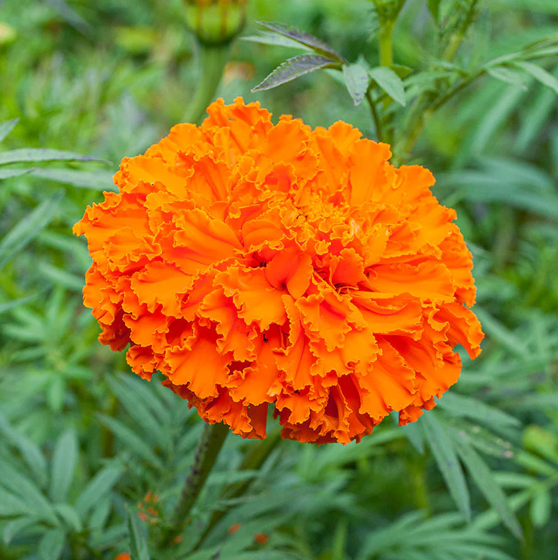 Marigold 'Kees' Orange'