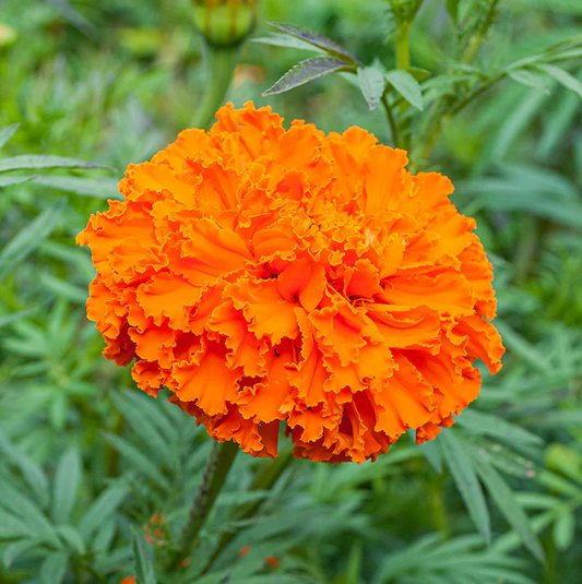 Marigold 'Kees' Orange'