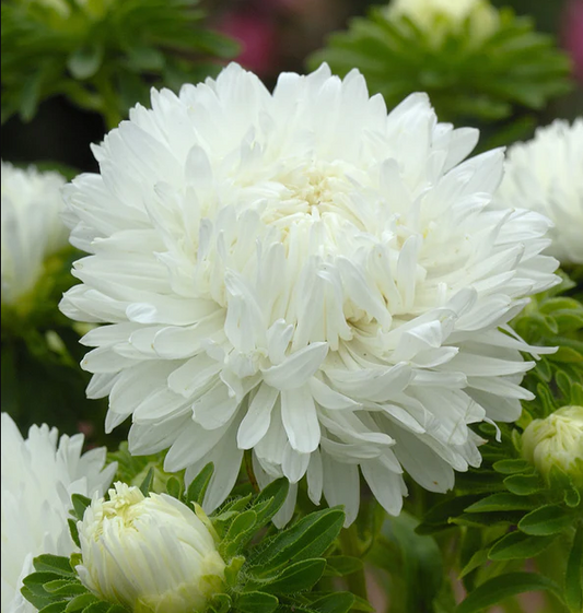 Aster 'King White'