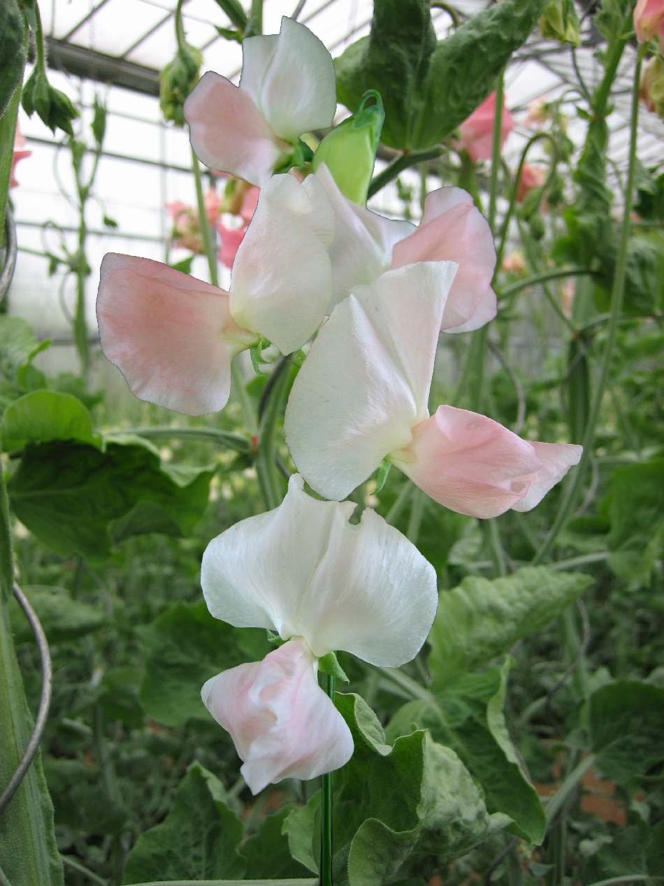 Sweet Pea 'Spring Sunshine Champagne'