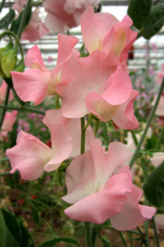 Sweet Pea 'Spring Sunshine Peach'