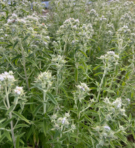 Herb 'Mountain Mint'