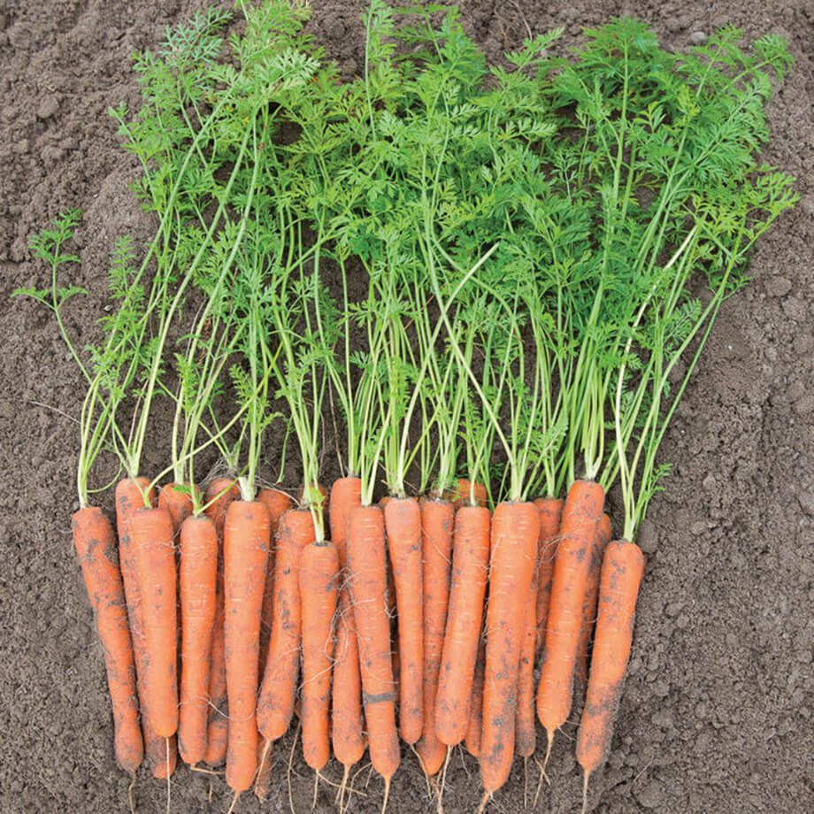 Carrot 'Nantes Coreless'