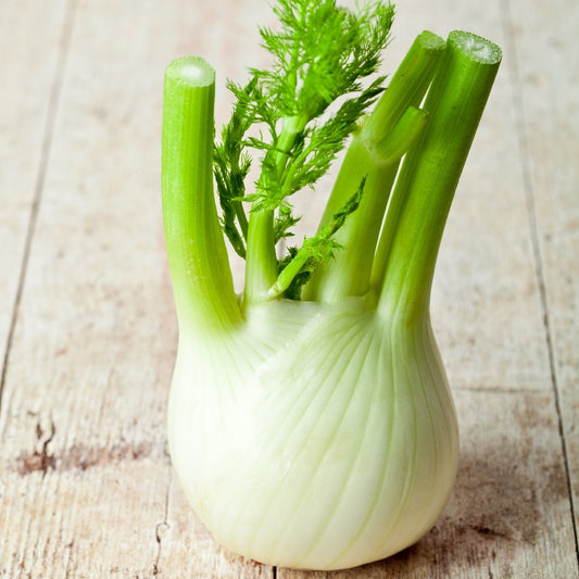 Fennel 'Orion'