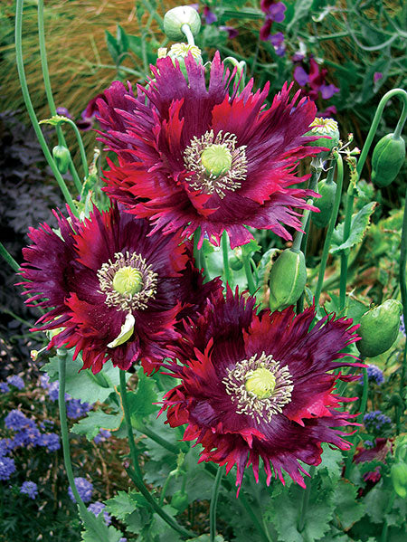 Petal Pizzazz - Easy Peasy Flower Seed Collection