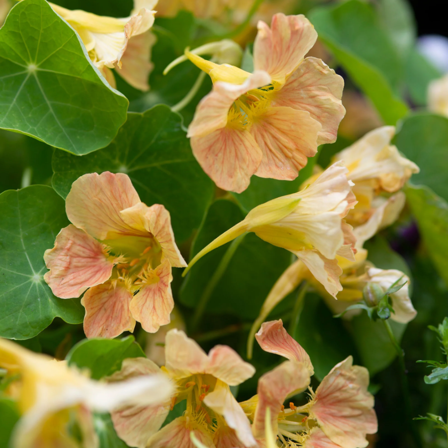 Nasturtium 'Pink Blush'