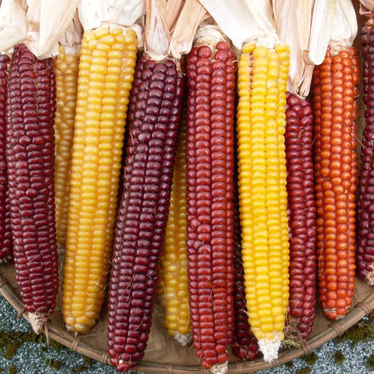 Corn 'Cascade Ruby Gold Flint Mix'