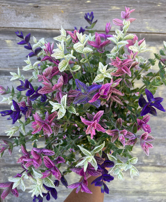 Salvia 'Trio Mix'