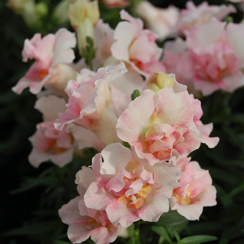 Snapdragon 'Twinny Appleblossom'