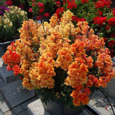 Snapdragon 'Twinny Bronze'