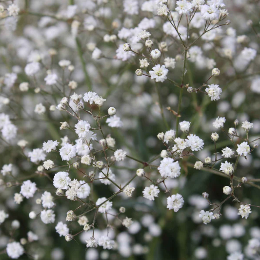 Baby's Breath 'Snowflake'