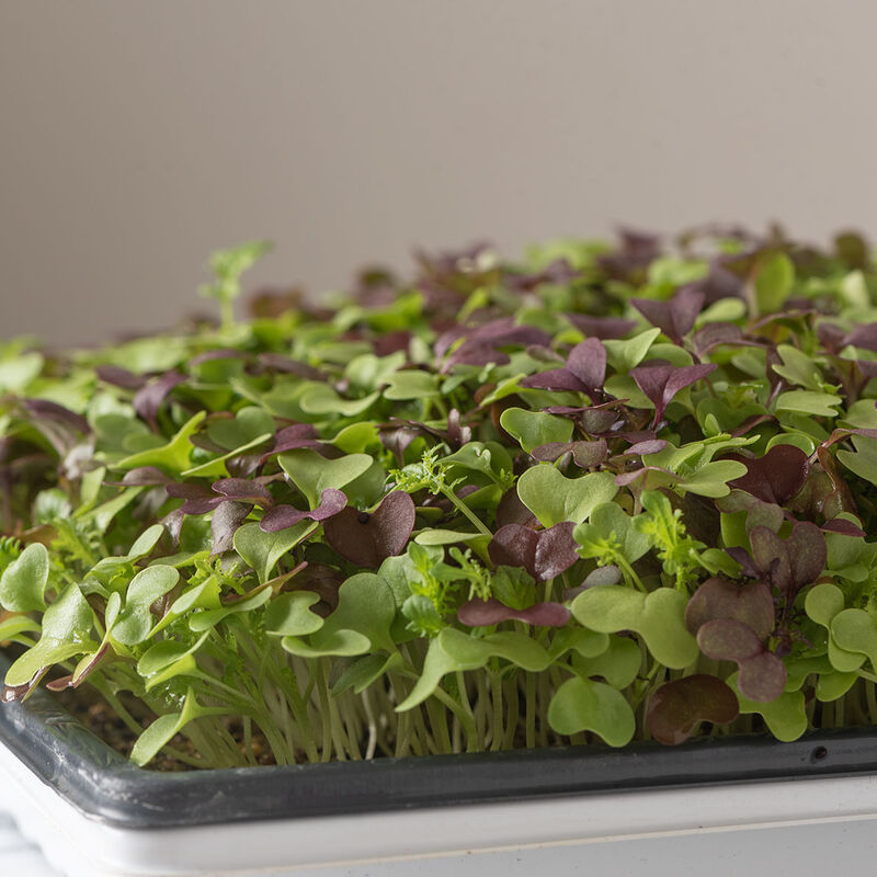 Microgreen 'Spicy Mix'