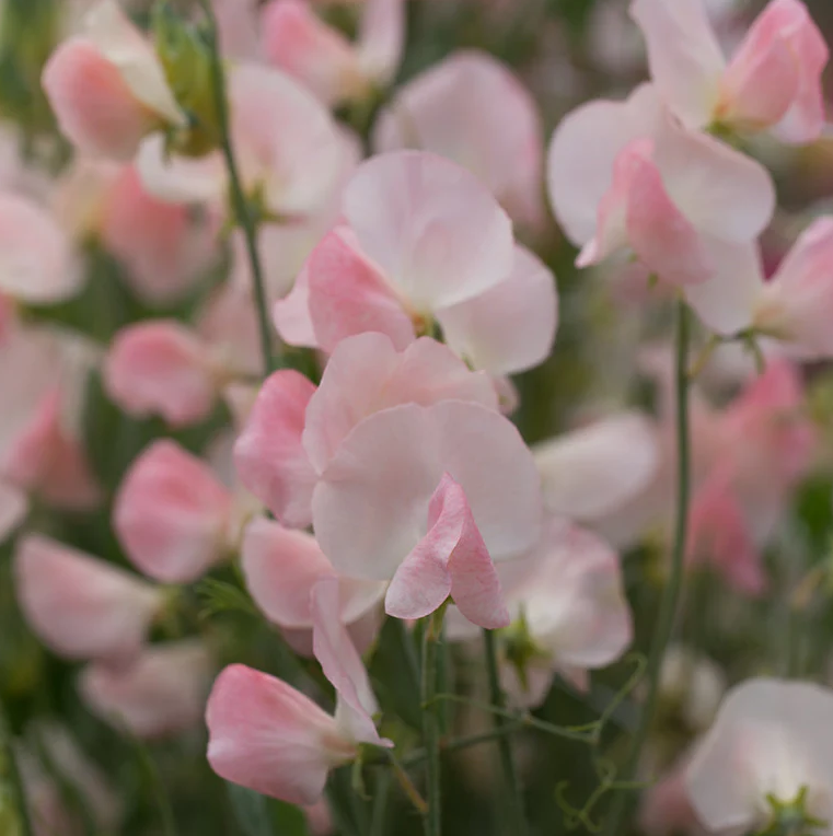 Sweet Pea 'Spring Sunshine Champagne'