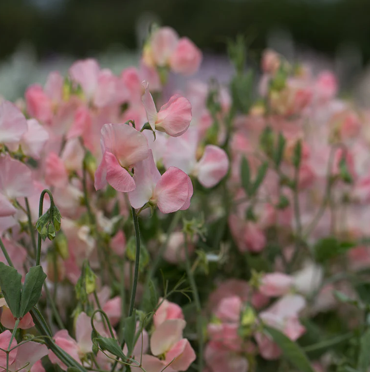 Sweet Pea 'Spring Sunshine Champagne'