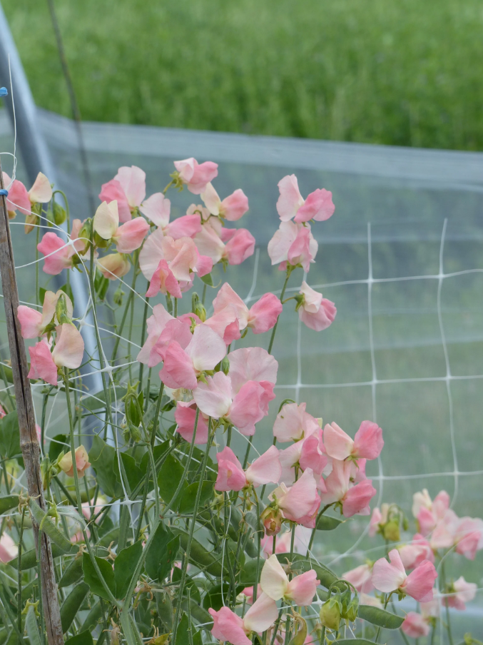 Sweet Pea 'Spring Sunshine Champagne'