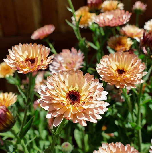 Calendula 'Strawberry Blonde'