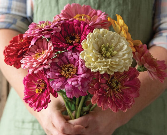 Zinnia 'State Fair' Mix