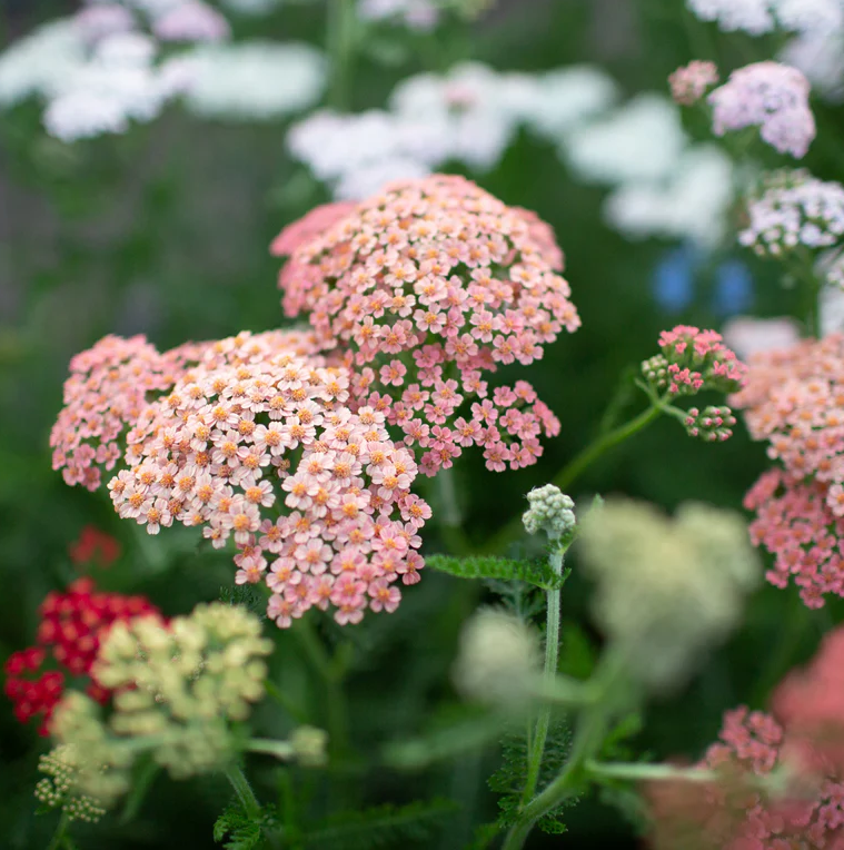 Yarrow 'Summer Berries'