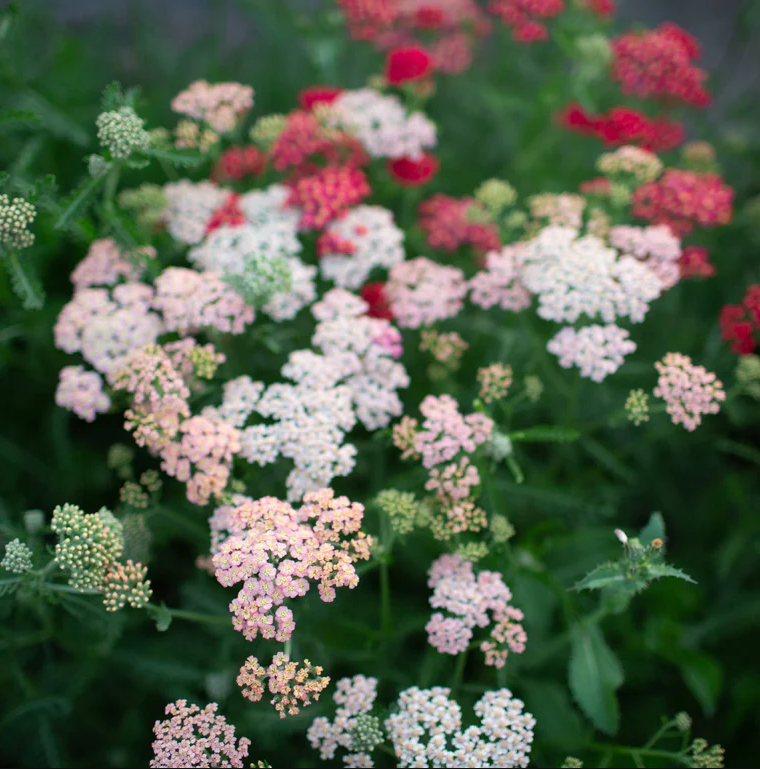 Yarrow 'Summer Berries'