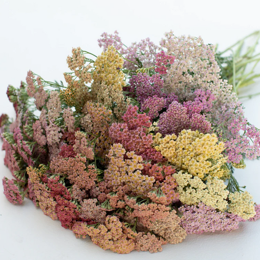 Yarrow 'Summer Berries'