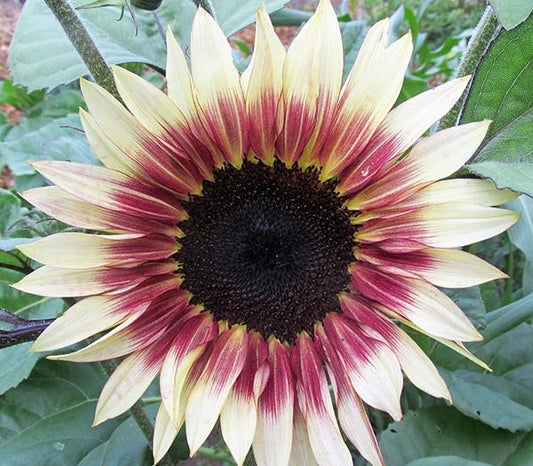 Sunflower 'Cherry Rose'