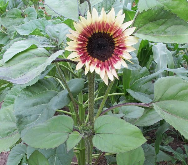 Sunflower 'Cherry Rose'