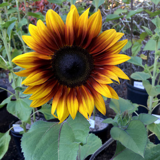 Sunflower 'Firecracker'