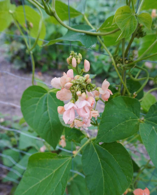 Bean 'Sunset Peach'